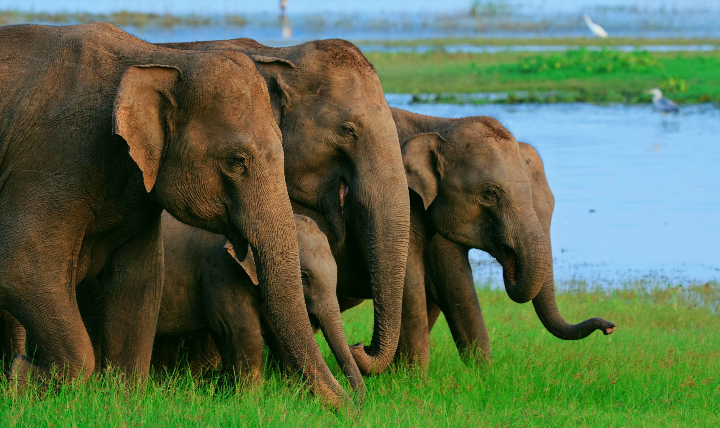 KAUDULLA NATIONAL PARK IN SRI LANKA